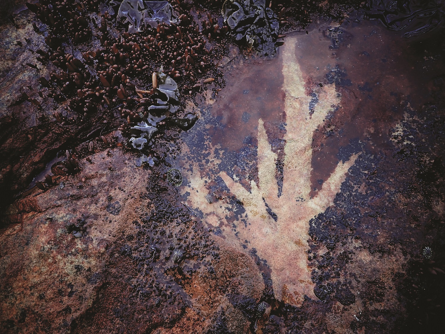 Acid weed burn mark on a brown algae-encrusted rock from Underwater Wild