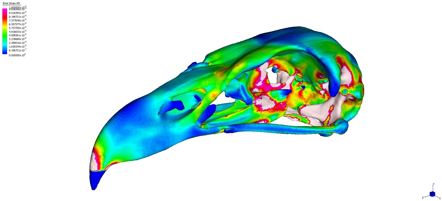 3D Haast's eagle skull and beak in green, blue, pink, yellow, and red