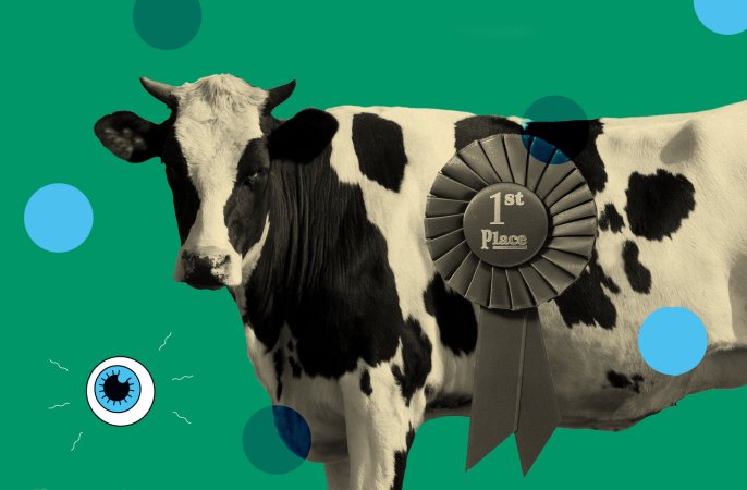 a cow with a blue ribbon