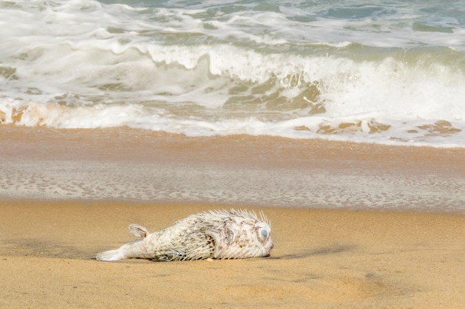 Dead puffer fish on Sri Lanka beach