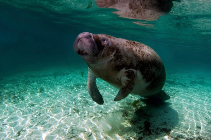 Wildlife officials are taking radical steps to save Florida’s starving manatees