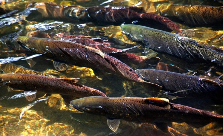 The salmon of 2100 will have new habitat: the remains of melted glaciers