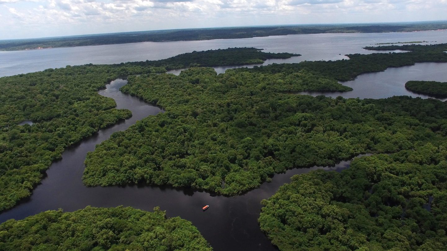 Trees in the wetlands emit more methane than researchers thought ...