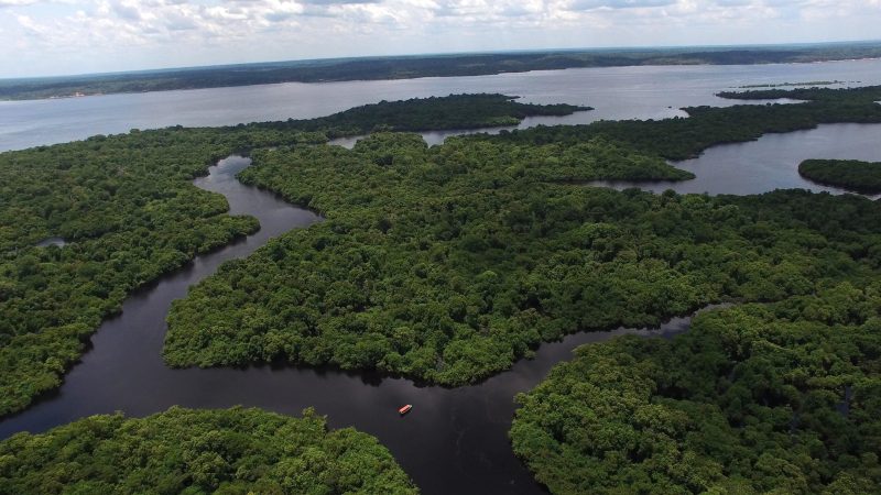 Trees in the wetlands emit more methane than researchers thought