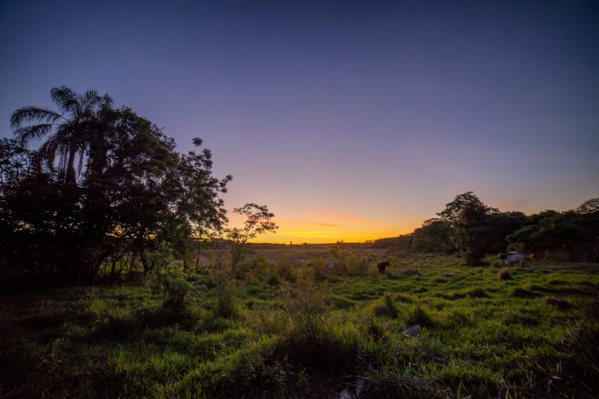 Tropical forests rebound on farm land blessedly fast