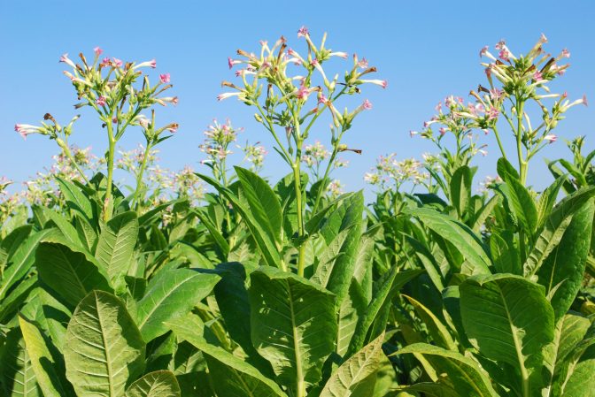 Three nicotine plants with flowers in a sunny field.