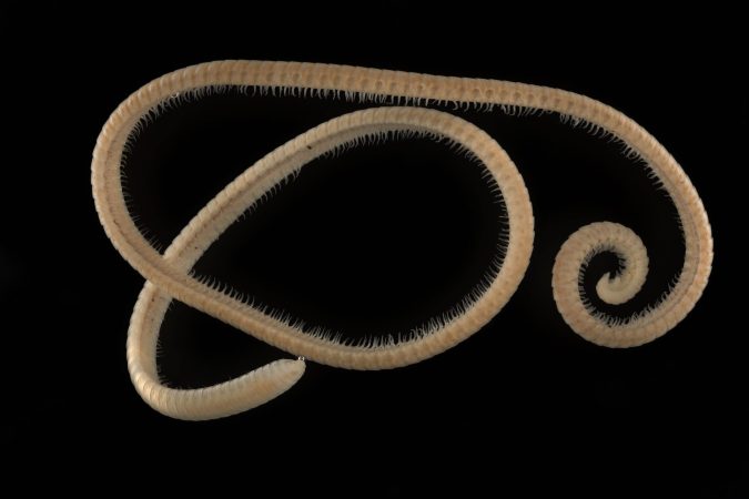 This eyeless millipede shattered the record for most legs