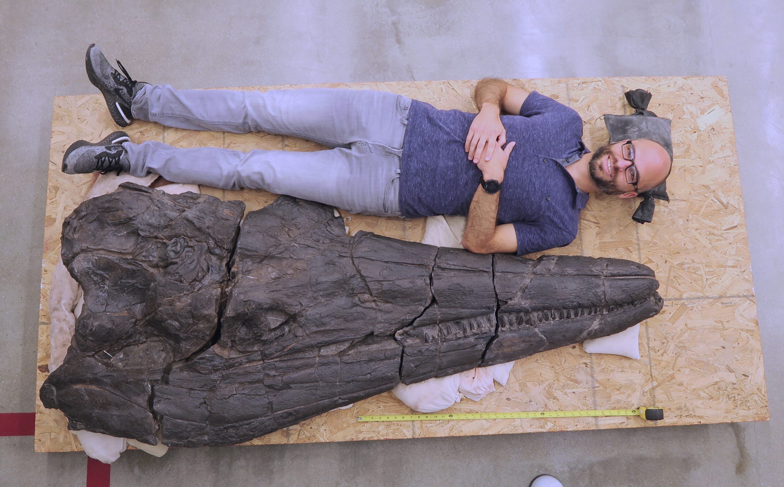 a grown man lies next to a fossilized skull as large as his body