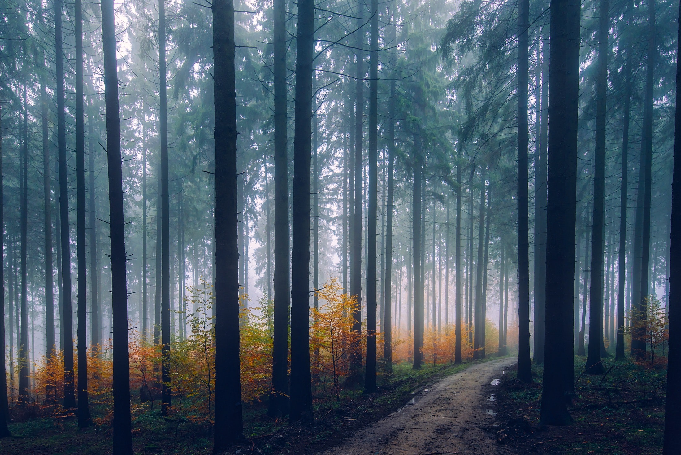 Forest in morning fog