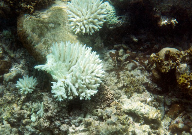 Nutrient-rich fish are thriving in a coral graveyard off the coast of Africa