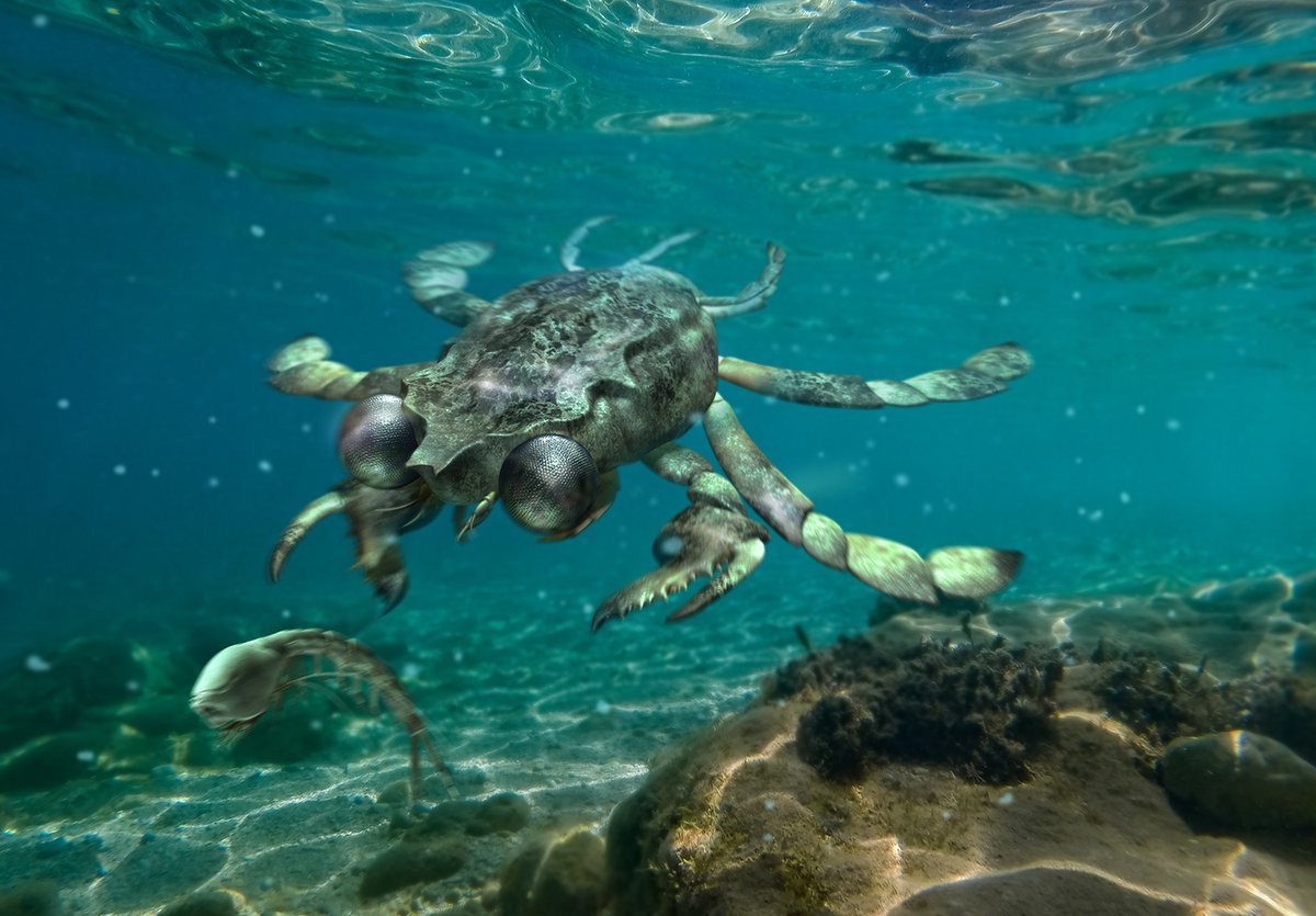 A crab with huge eyes on the front of its face swimming after a shrimp with a big head.