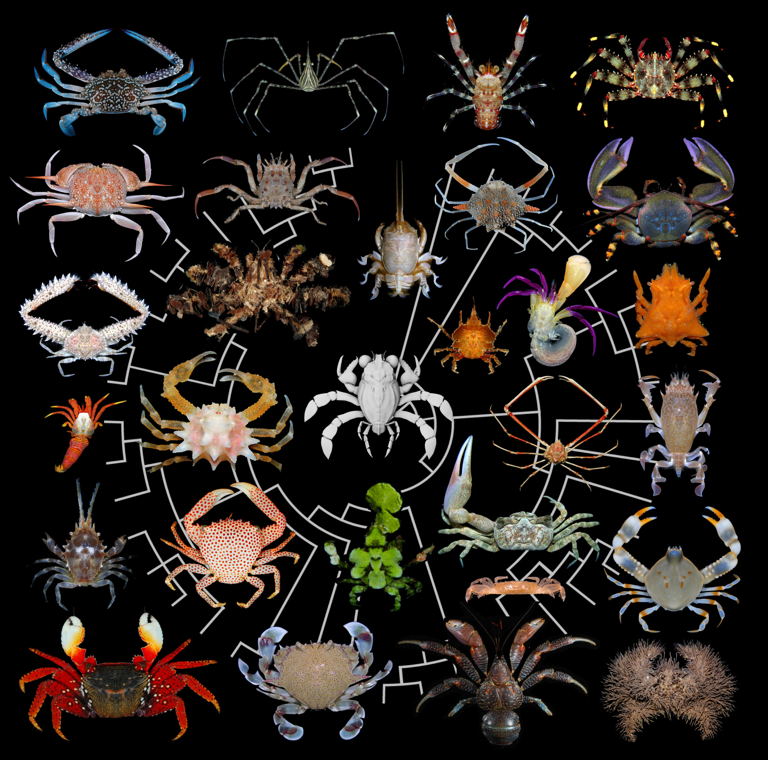 A radiating ancestral tree of modern and ancient crabs in many colors and shapes