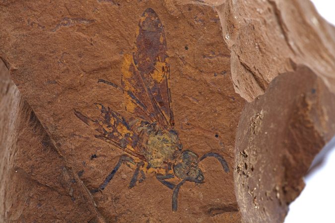 A fossil of a sawfly