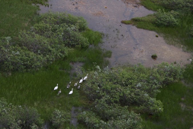 Flock of white geese in green, grassy landscape in Canada