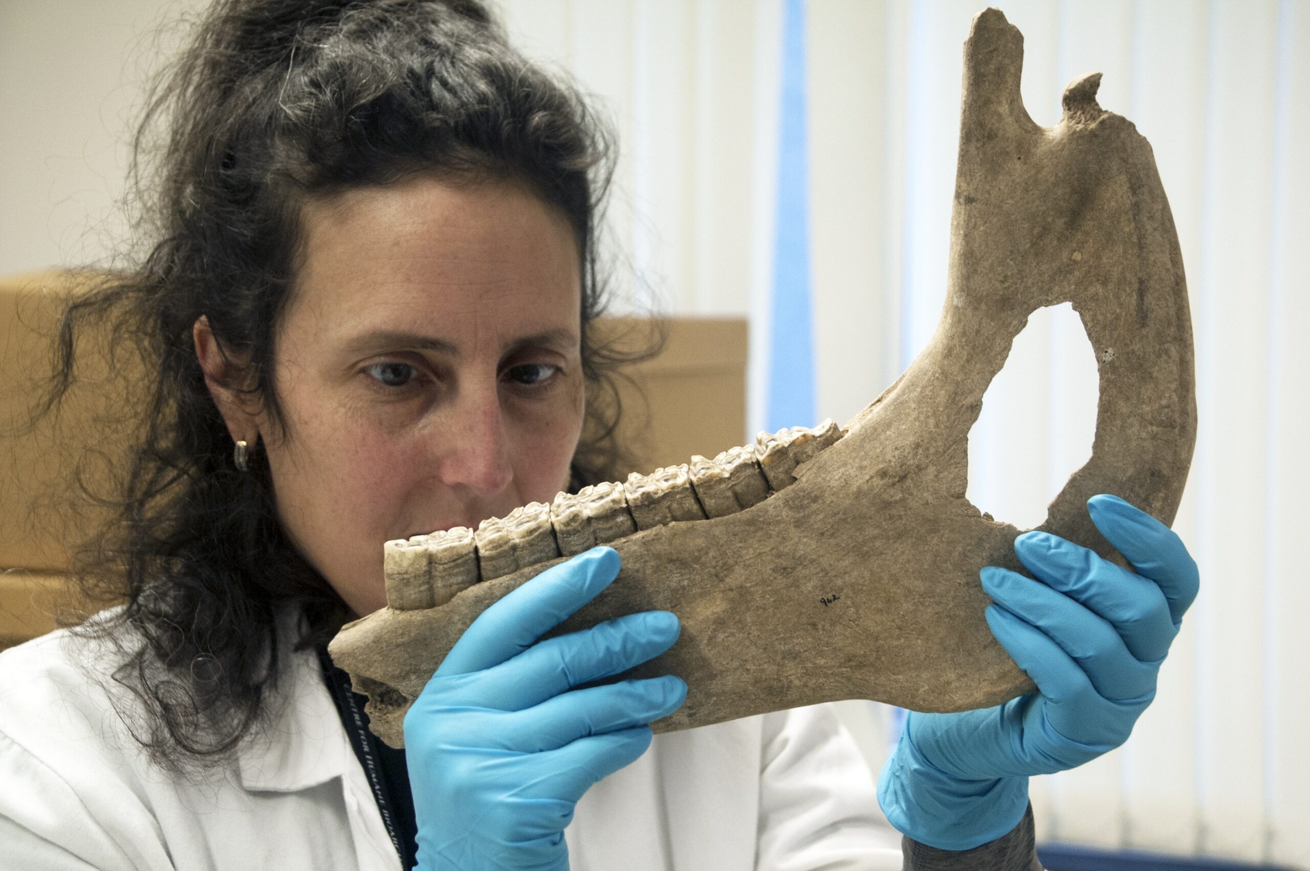 Horse bones being measured.