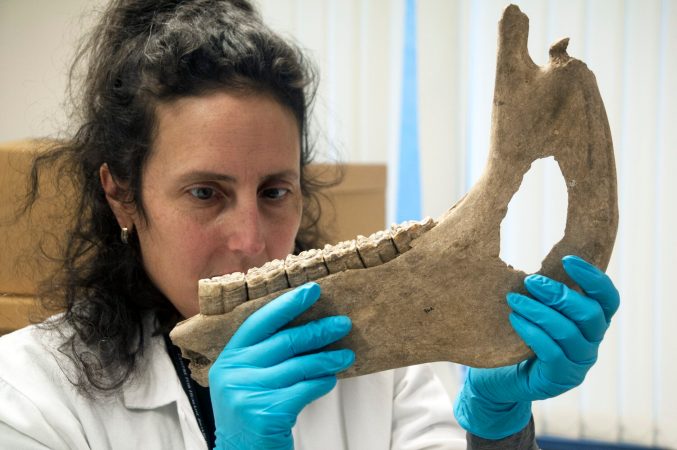 Horse bones being measured.