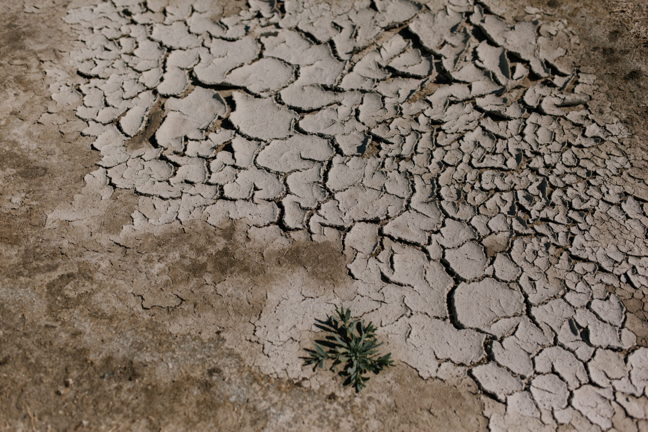 Cracked, drought-stricken soil with small plant growing.