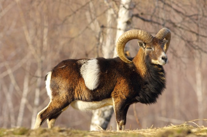 A wild sheep with curled horns in front of trees.