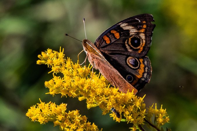 Orange and black butterfly on yellow flower