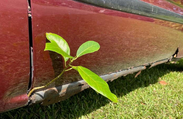 Maroon GMC Sierra pickup truck with a small umbrella plant growing out of the drivers side