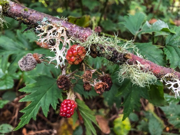 Red and purple berries on a thorny green invasive shrub