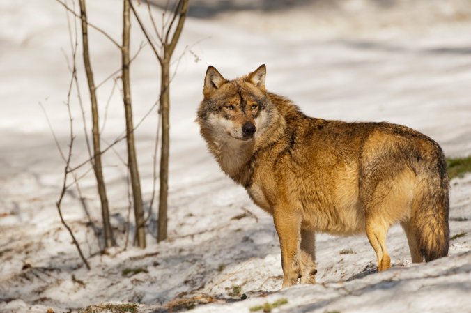 a gray wolf looks over its shoulder in the snow