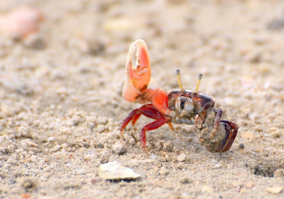 Shrimp and crabs grow giant claws with this cheap trick | Popular Science