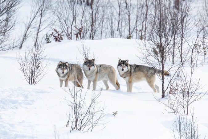 Three gray wolves in the snow. The species is at the center of a US lawsuit over the endangered species list.