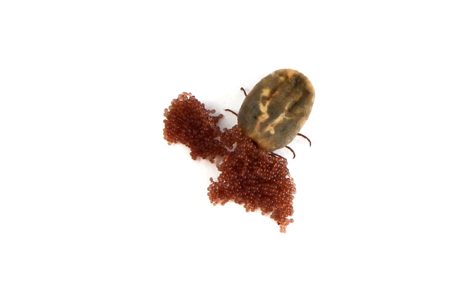 Female deer tick or black-legged tick with a brown egg mass on a white background