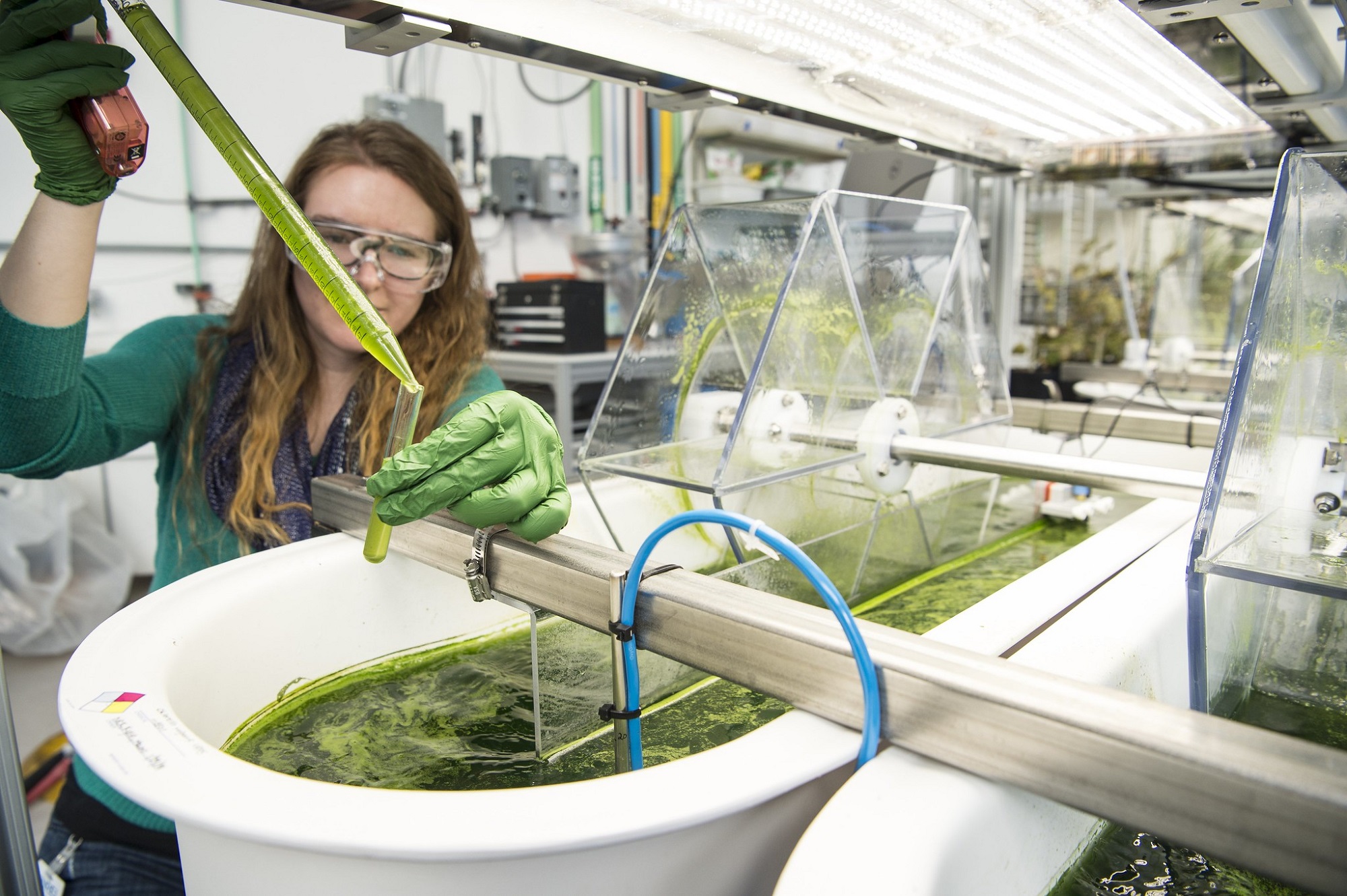 Department of Energy employee with long brown hair, green sweater, and lab goggles holding a pipette over a white basin full of algae