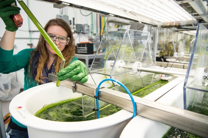 Department of Energy employee with long brown hair, green sweater, and lab goggles holding a pipette over a white basin full of algae