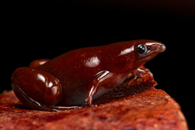 a dark brown frog with a longer cone shaped nose and large round eyes