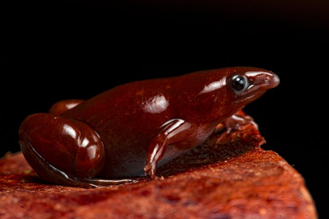 a dark brown frog with a longer cone shaped nose and large round eyes