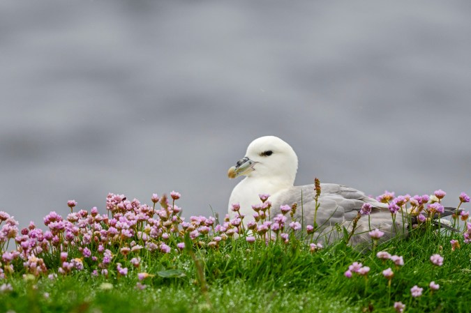 Northern fulmar seabird sitting on a grassy hill with small pink flowers