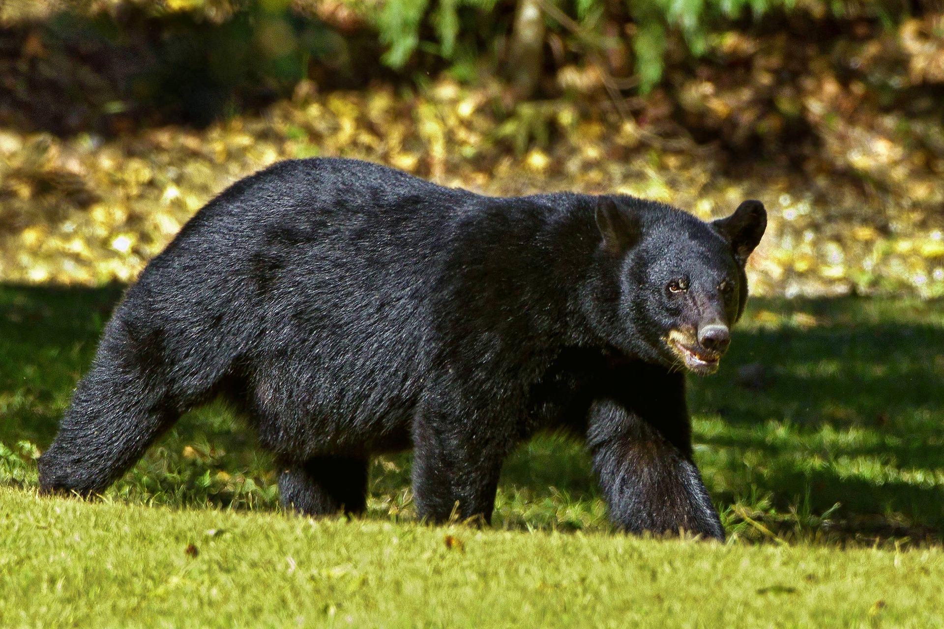 A black bear, which people can struggle to distinguish from other bears.