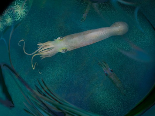 Prehistoric vampire squid swimming in the Paleozoic ocean in an illustration