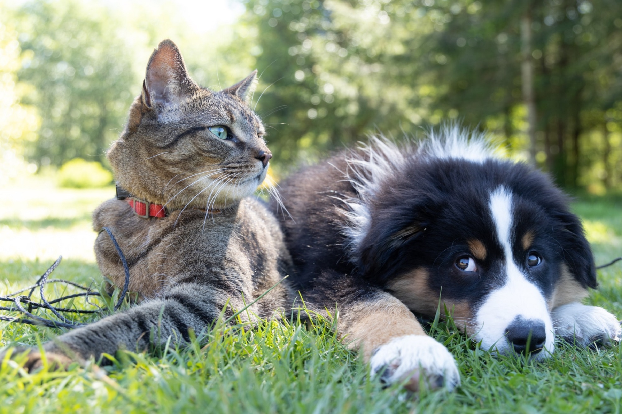 A dog and a cat illustrating an article about what pet cancers can teach us about human cancer.