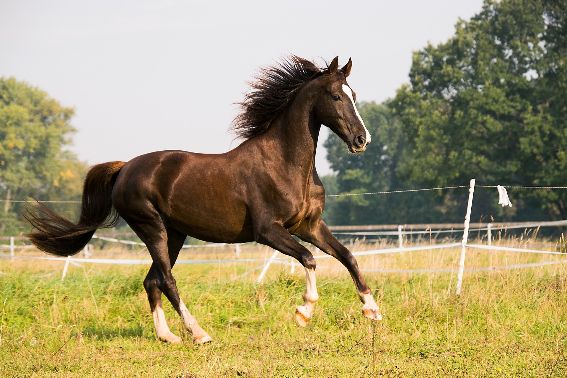 horses galloping