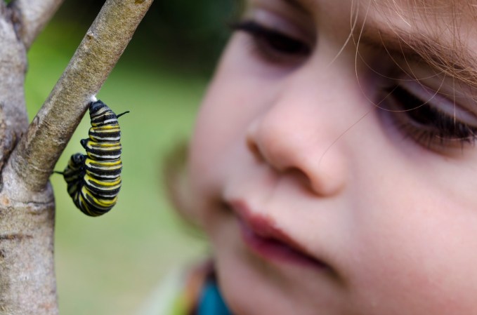 Monarch caterpillar butterfly with white, black, and yellow stripes hanging from a small tree branch with a kid looking closely at it