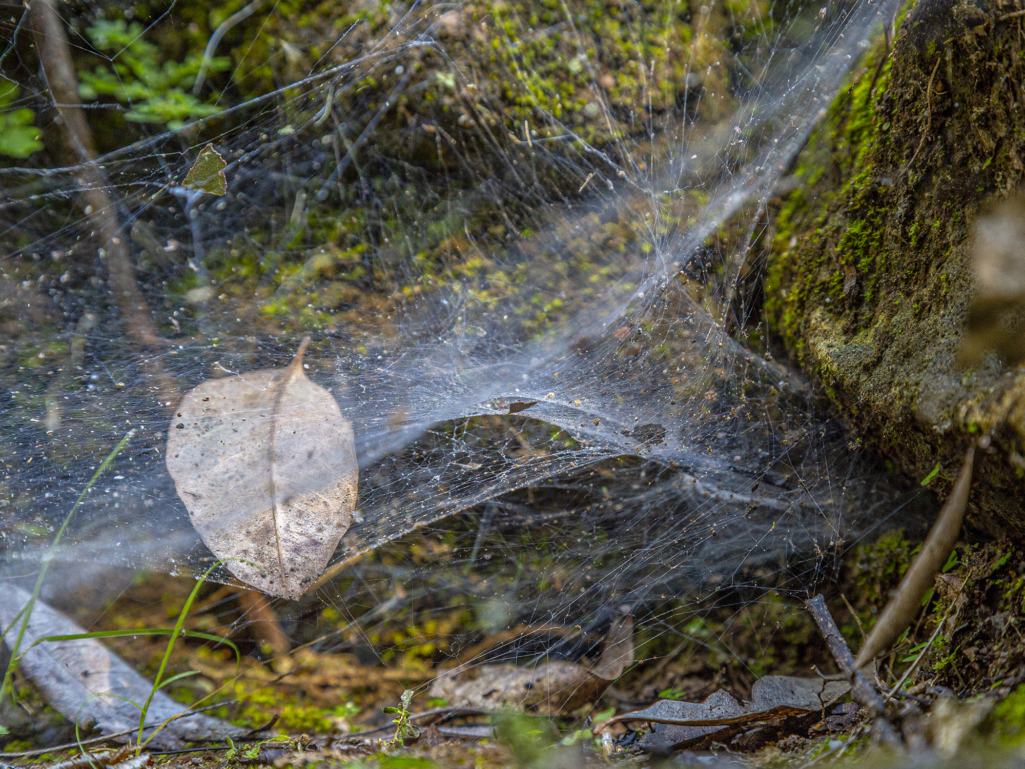 An image of a spider web to illustrate a story about a South American species of social spiders.