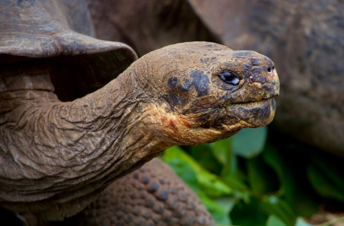 An unknown Galapagos tortoise species may be lurking in museum bones