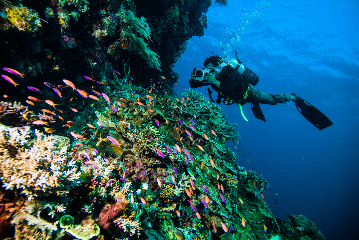 diver take a photo video upon colorful coral kapoposang indonesia scuba diving