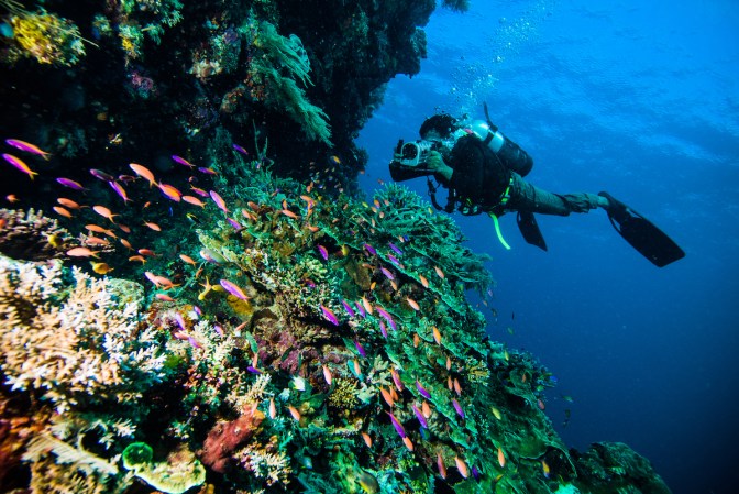 diver take a photo video upon colorful coral kapoposang indonesia scuba diving