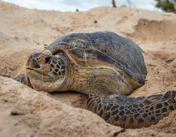 Green nesting turtle.