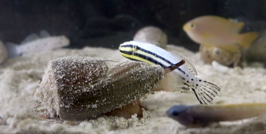 a small marine cone snail with a brown spotted shell extends its proboscis that delivers venom into a fish