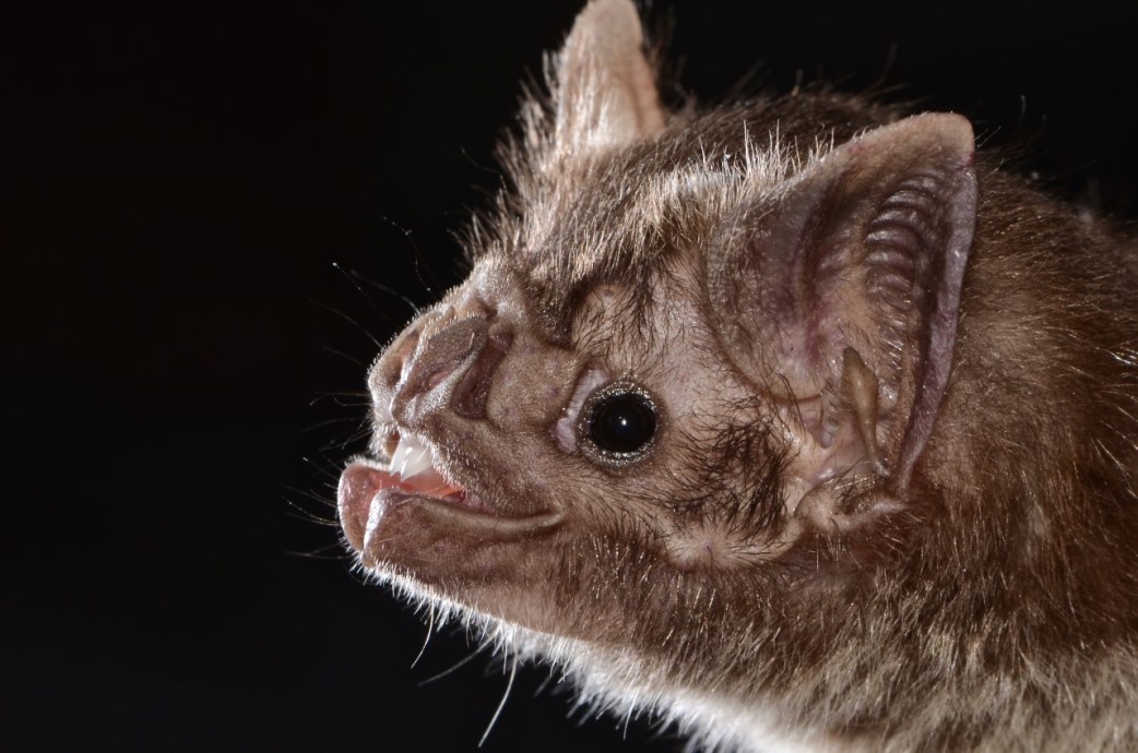 How vampire bats evolved to feed off blood | Popular Science