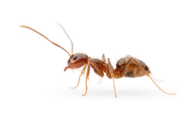 A red ant against a white background