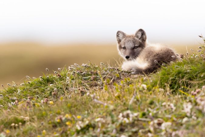 Young Arctic fox (Vulpes lagopus) surrounded by tundra plants.