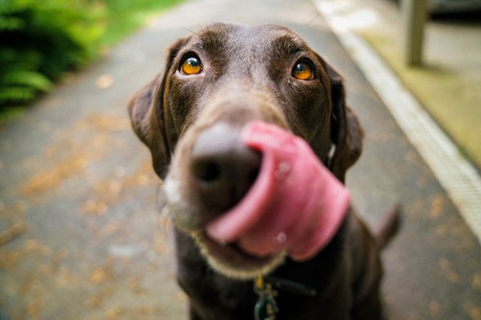 Dogs know exactly what they’re doing when they give you the ‘puppy eyes’