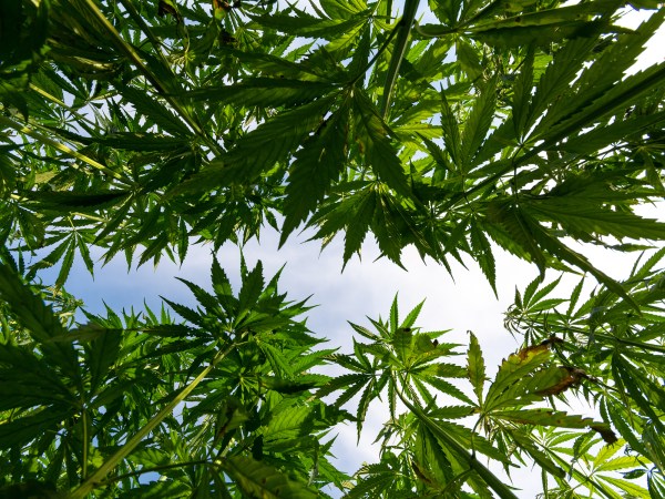 A low angle shot of cannabis plants growing on a farm.